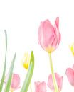 Tulpen van Nicky Kapel thumbnail