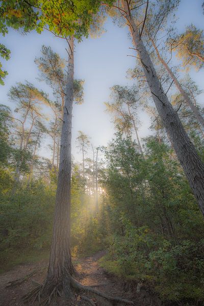 autumn by Bart Liesenborgs