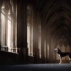 Sacred light by Nanuq Dog Photography