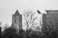 bird of church 