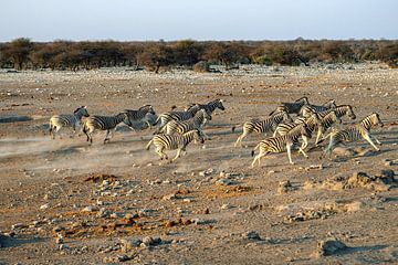 Vluchtende Zebra's van Merijn Loch