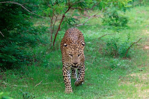 Sri Lankan leopard in Yala National Park