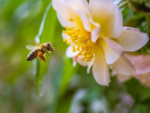 Macro d'une abeille volante devant une fleur de rosier grimpant