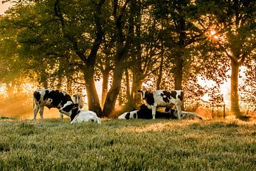 Koeien tijdens de zonsopgang van Daphne Kleine