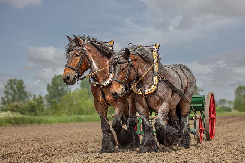 Zeeland draft horses by Lisette van Peenen