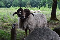 schaap van Ilona Hartman thumbnail