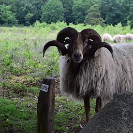 schaap van Ilona Hartman