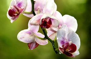 L'orchidée sur erikaktus gurun