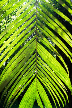 Palm leaf