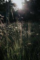 La lumière du matin dans l'herbe