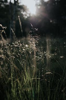 Ochtendlicht in het gras
