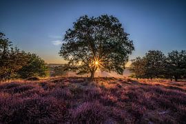Zonsopkomst op de Posbank