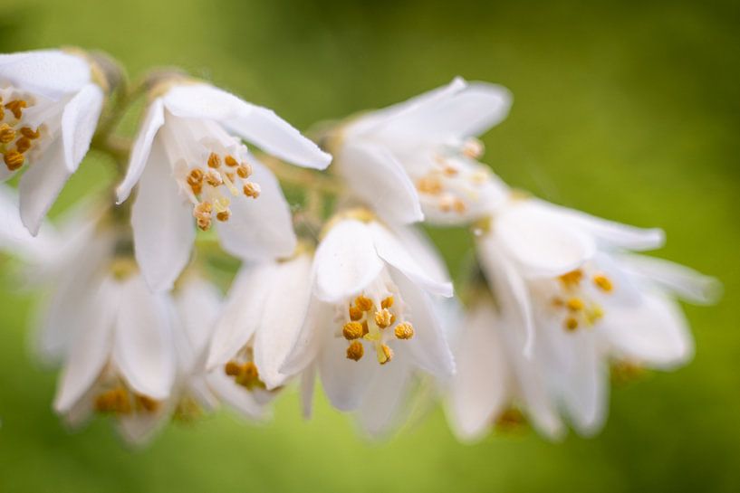 Philadelphus by Orangefield-images