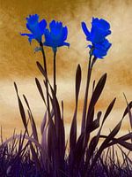 Bleu trompette narcisses