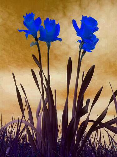 Bleu trompette narcisses