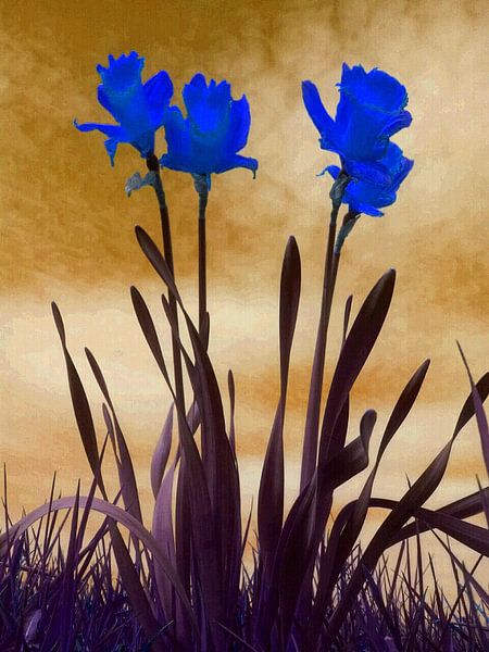 Bleu trompette narcisses by Miller Photography