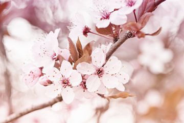 blossom by Jessica Berendsen