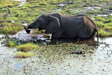 Elephant in the waters of Chobe National Park by Merijn Loch