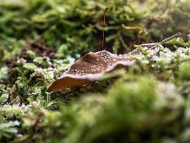 Bielatal, Sächsische Schweiz - Laubblatt im Moos von Pixelwerk