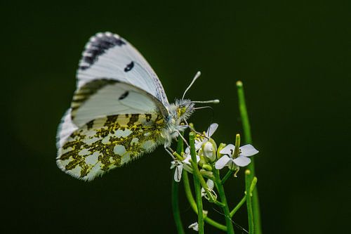 Orange tip