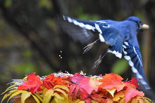 Een blauwe gaai bij de voederbak in de daling