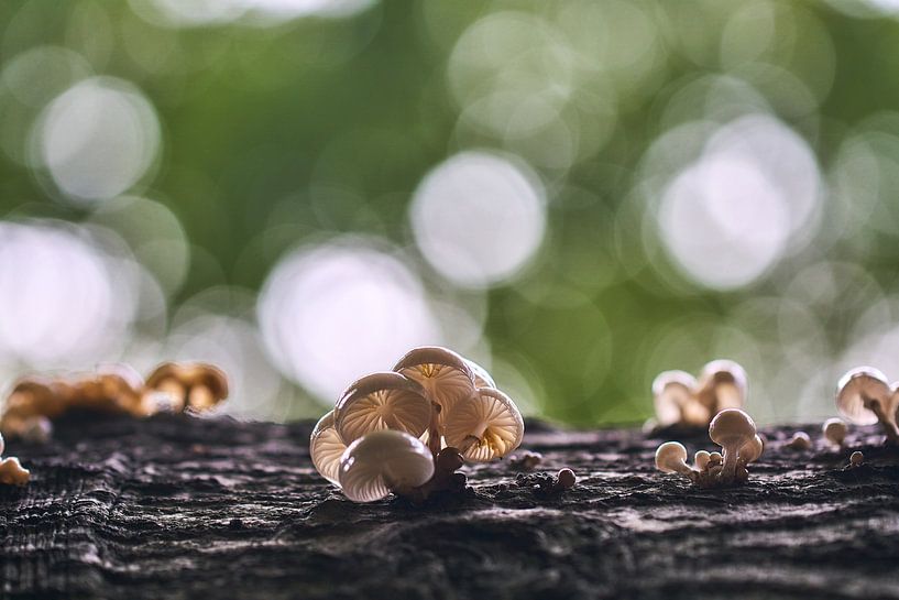 Porcelain mushrooms from below with bokeh by Ad Jekel