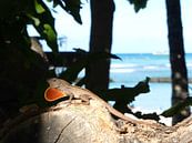 Hawaiian lizards by Janina Ballali thumbnail