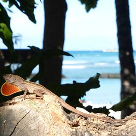 Hawaiian lizards by Janina Ballali