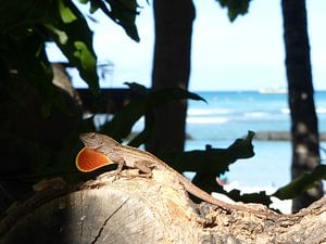 Hawaiian lizards van Janina Ballali