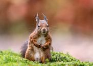 Seltsames Eichhörnchen in herbstlicher Umgebung! von Robert Kok Miniaturansicht