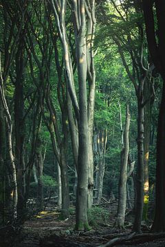 Tall trees in the Speulderbos by Vincent Fennis
