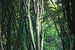 Hohe Bäume im Speulderbos von Vincent Fennis