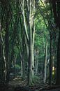 Tall trees in the Speulderbos by Vincent Fennis thumbnail