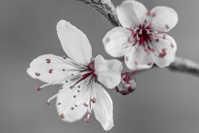 Blüte von Marianne Twijnstra