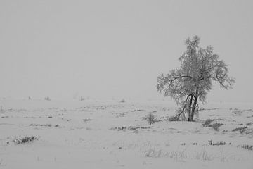 Einsamer Baum im Schnee von rik janse