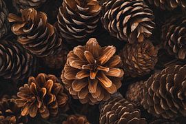 Zapfenvielfalt von Poster Art Shop