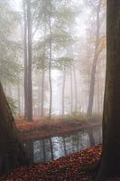 Herbstwald im Nebel