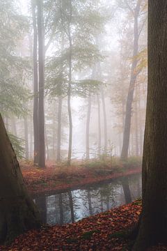 Autumn forest in the fog