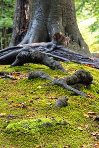 Von der Wurzel bis zum Baum, die Kraft der Natur