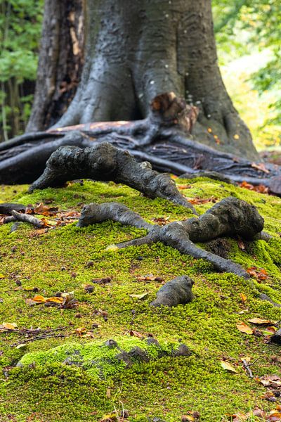 Van wortel tot boom, de kracht van de natuur van Bram Lubbers
