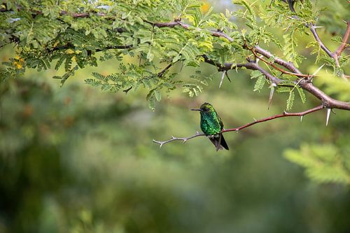 Groene kolibrie met omgeving.