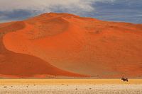 Gemsbok or oryx in the Namibian desert
