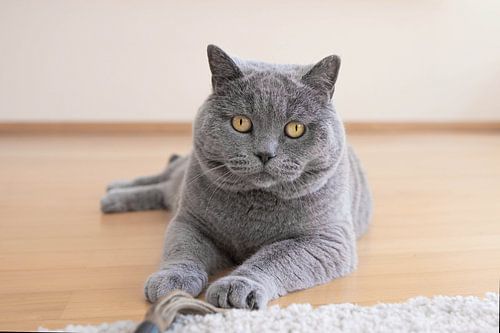 Bristish Shorthair with his prey