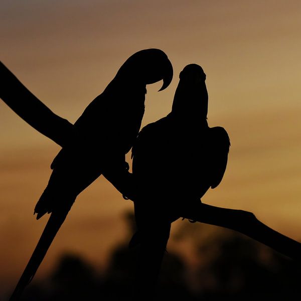 Aras in Silhouette vor einem Abendhimmel von Rini Kools