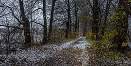 Besneeuwde gang door bomen steeg in de winter, panorama uitzicht van Alex Winter