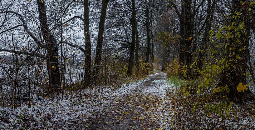 Snowy walkway through trees alley at winter, panorama view by Alex Winter