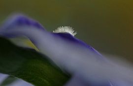 Éclairage sur Marlies Prieckaerts