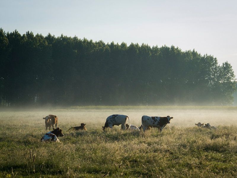 koeien by ton vogels