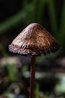Paddenstoel in het donkere bos