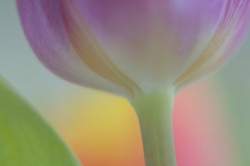 Tulp in pastelkleuren van Marianne Twijnstra-Gerrits
